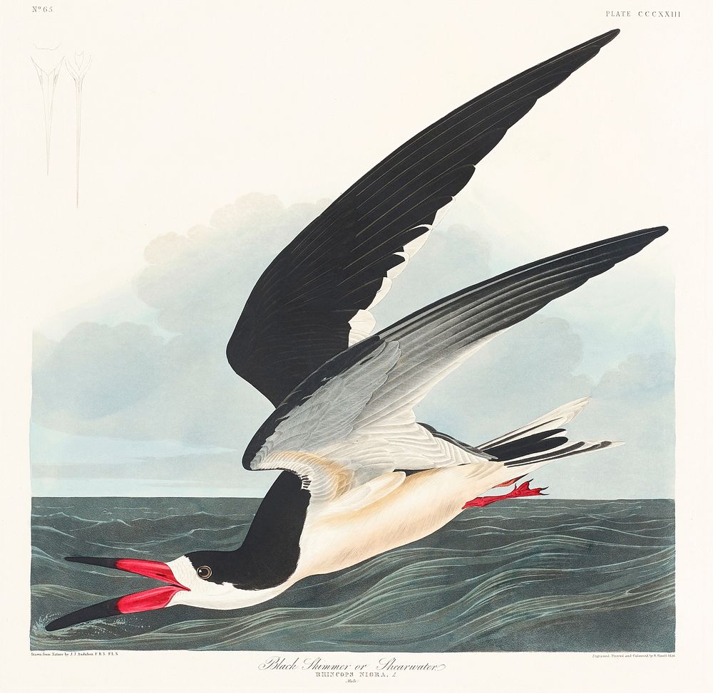 Black Skimmer from Birds of America (1827) by John James Audubon, etched by William Home Lizars. Original from University of…