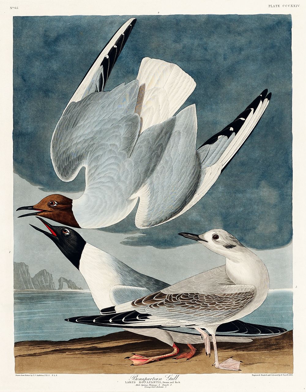 Bonapartian Gull from Birds of America (1827) by John James Audubon, etched by William Home Lizars. Original from University…