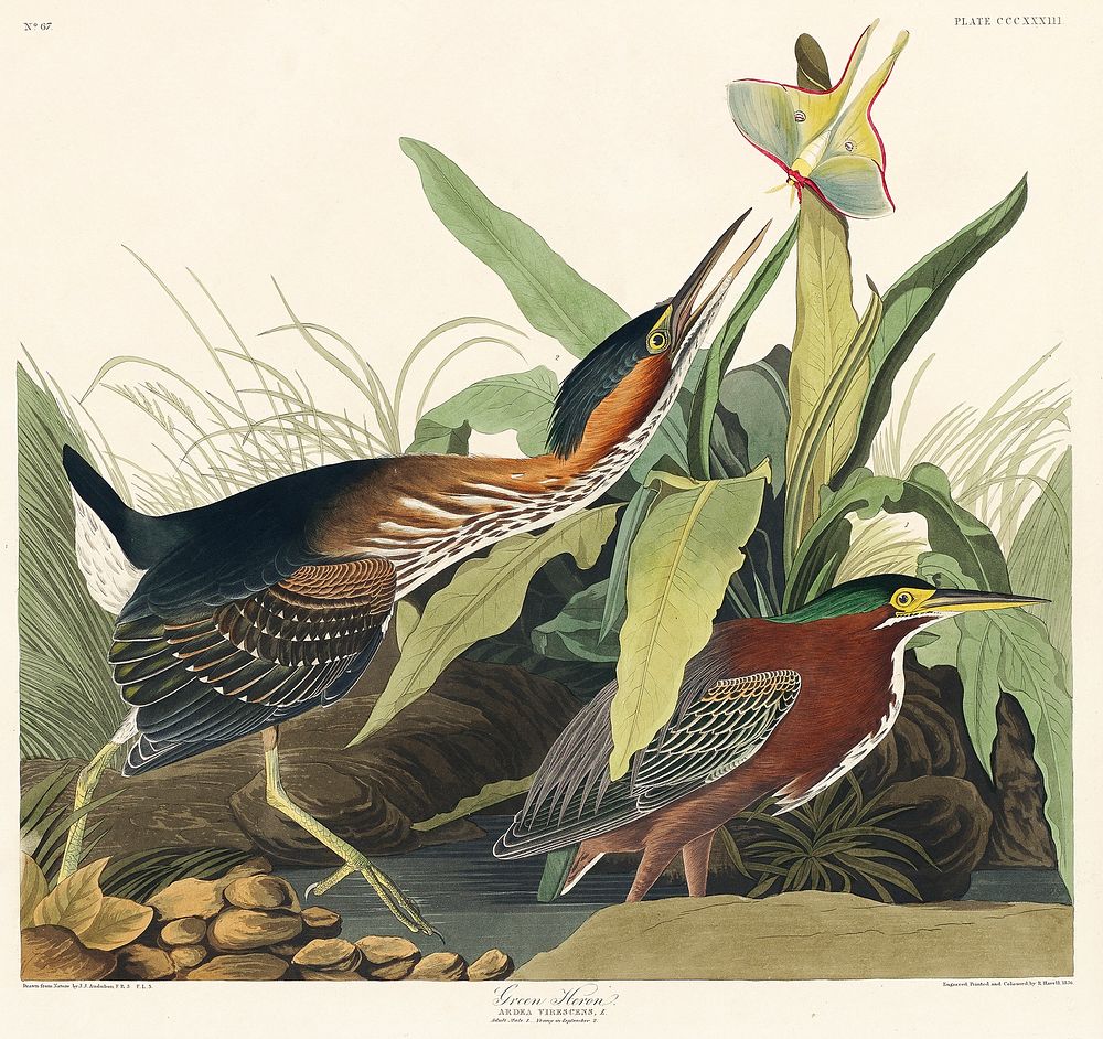 Green Heron from Birds of America (1827) by John James Audubon, etched by William Home Lizars. Original from University of…