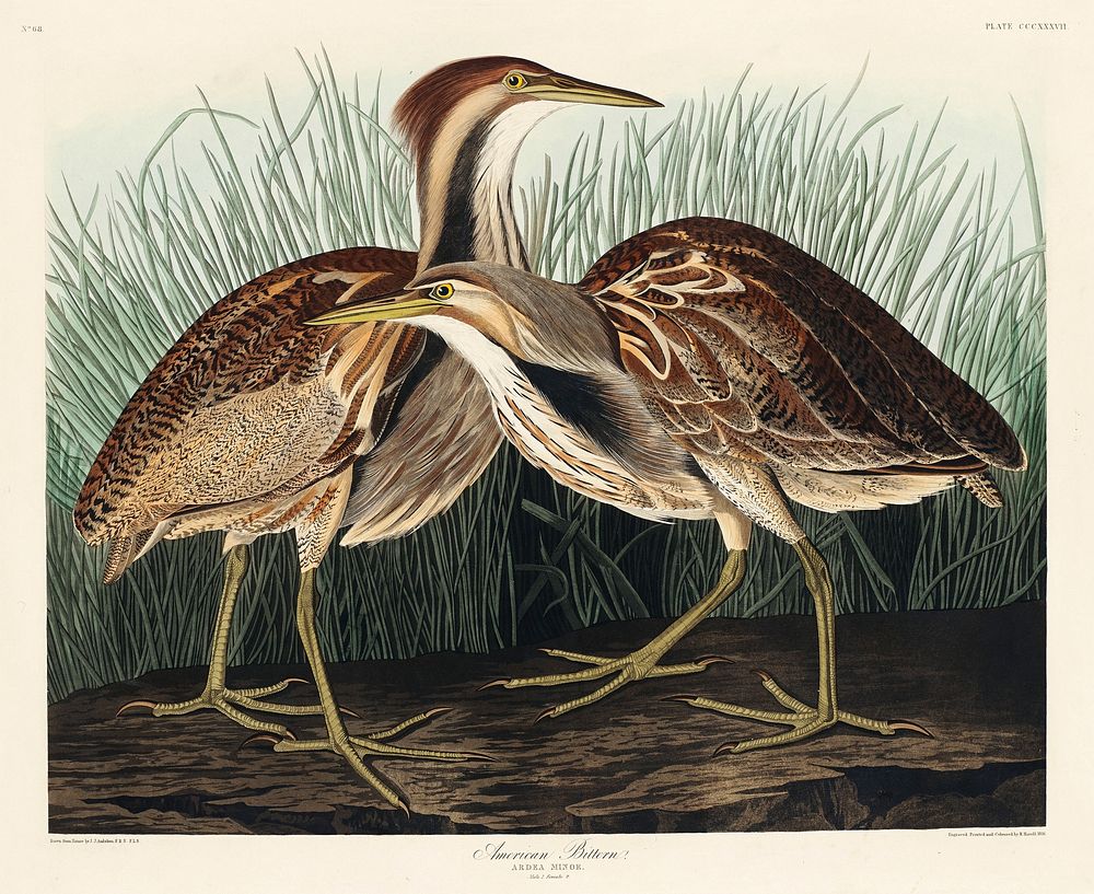 American Bittern from Birds of America (1827) by John James Audubon, etched by William Home Lizars. Original from University…