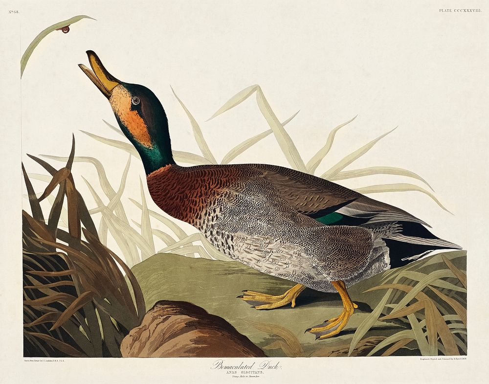 Bemaculated Duck from Birds of America (1827) by John James Audubon, etched by William Home Lizars. Original from University…