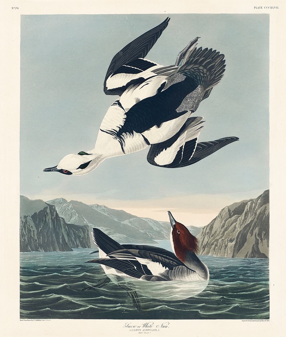 Smew or White Nun from Birds of America (1827) by John James Audubon, etched by William Home Lizars. Original from…