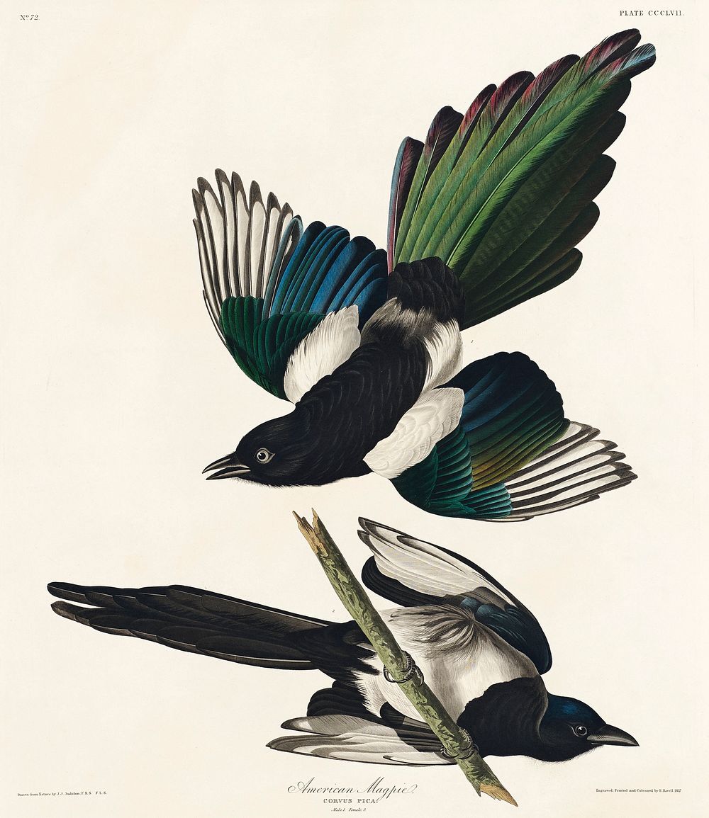 American Magpie from Birds of America (1827) by John James Audubon, etched by William Home Lizars. Original from University…