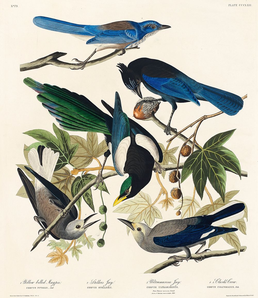 Yellow-Billed Magpie, Stellers Jay, Ultramarine Jay and Clark's Crow from Birds of America (1827) by John James Audubon…