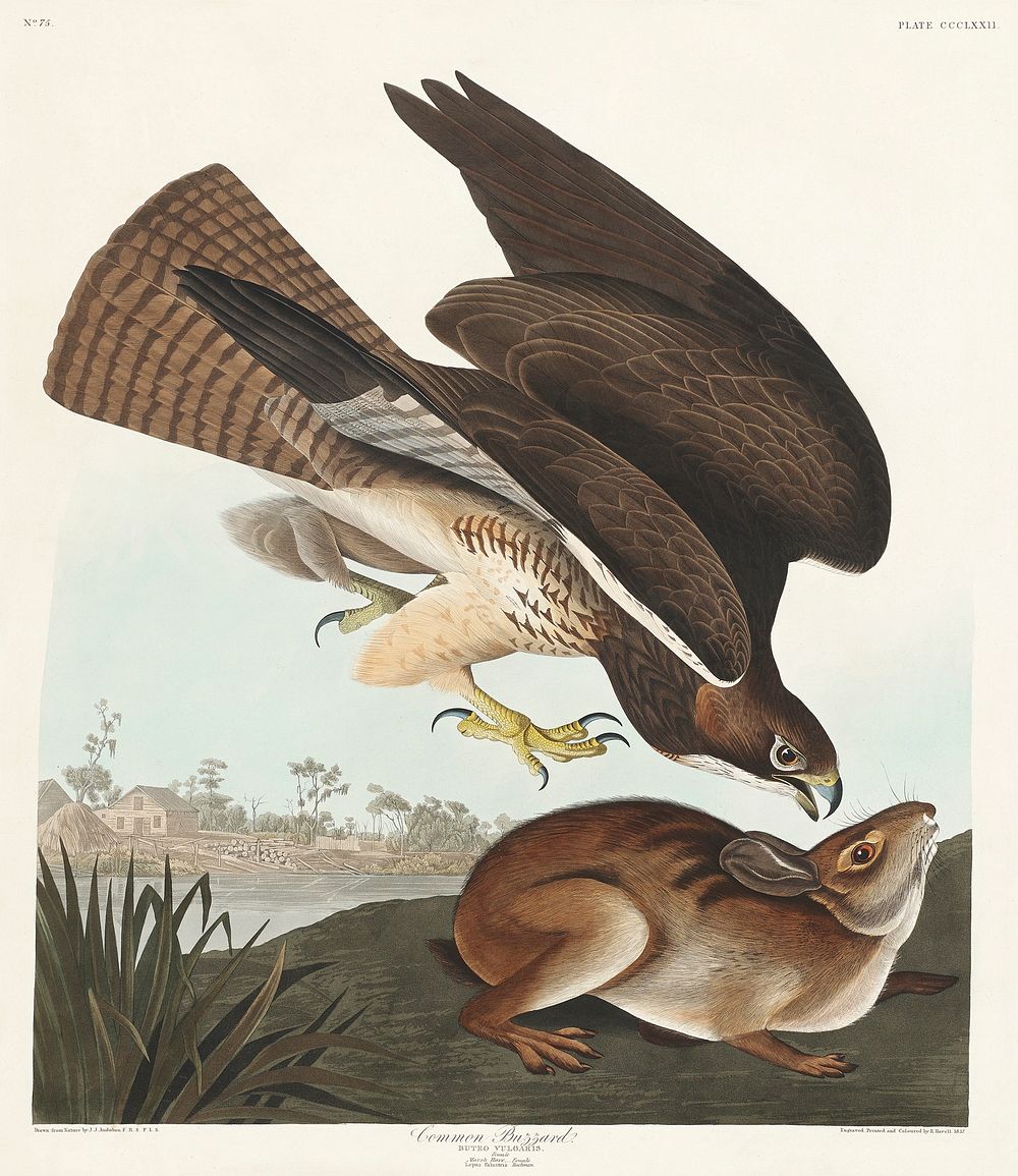 Common Buzzard from Birds of America (1827) by John James Audubon, etched by William Home Lizars. Original from University…