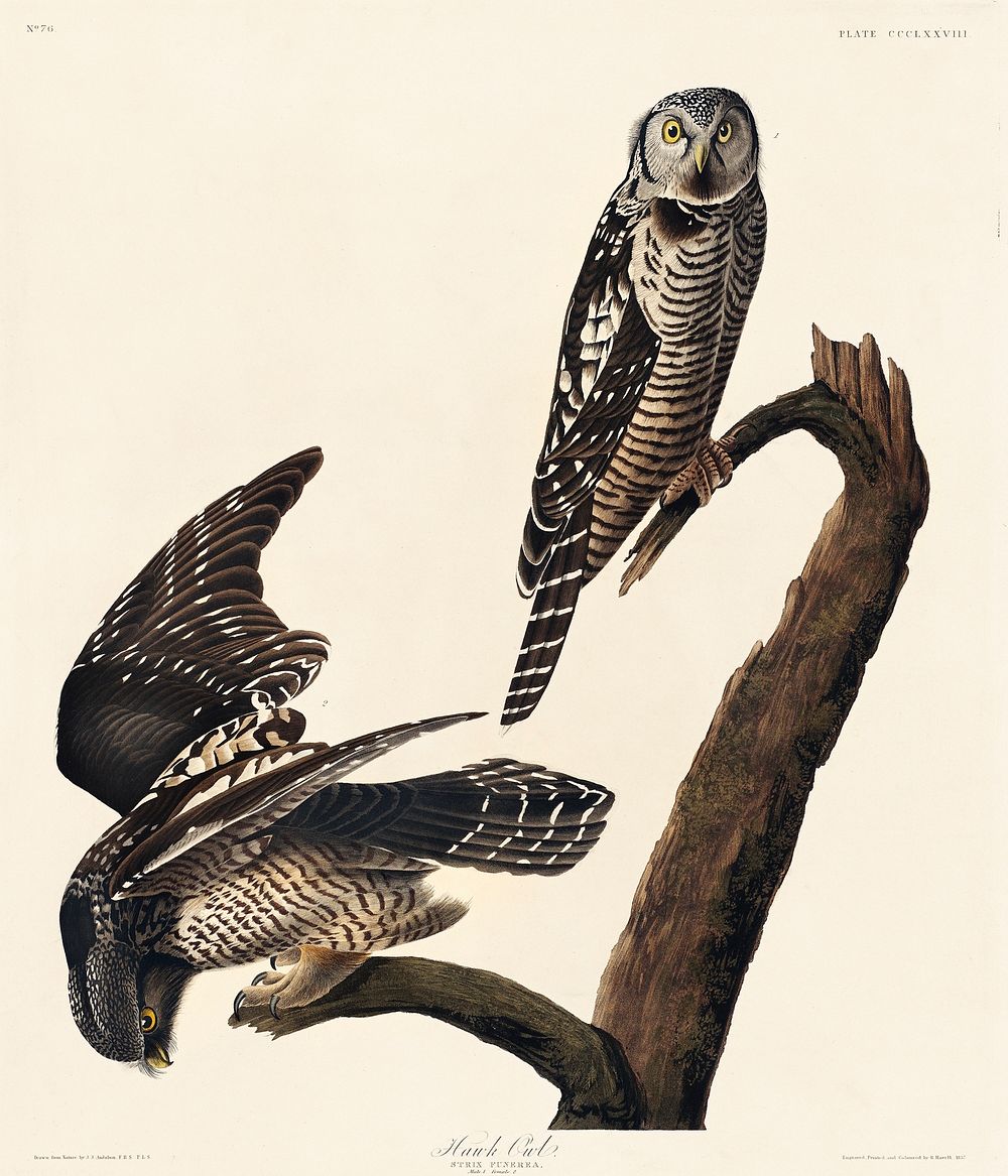 Hawk Owl from Birds of America (1827) by John James Audubon, etched by William Home Lizars. Original from University of…