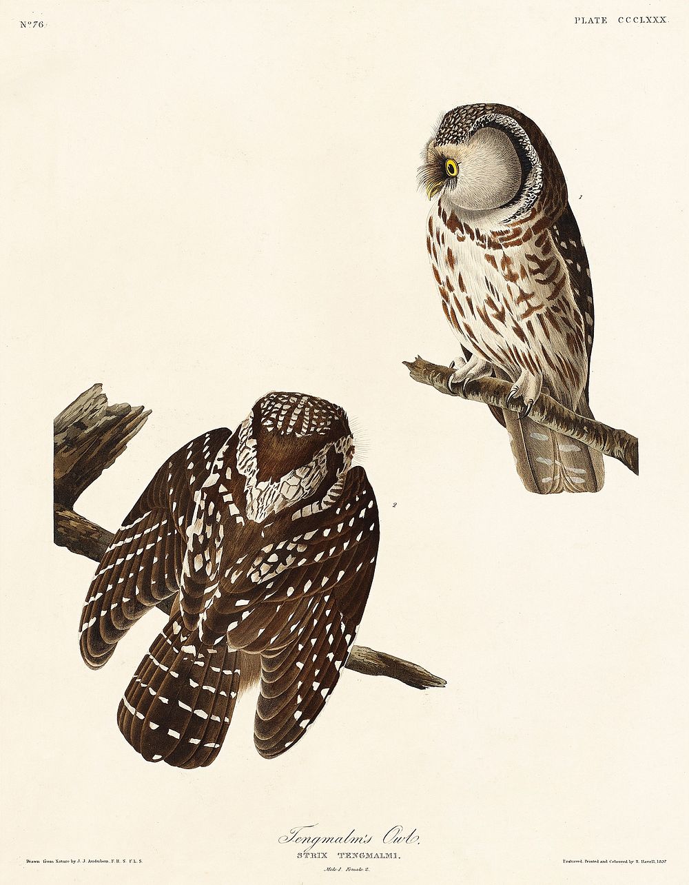 Tengmalm's Owl from Birds of America (1827) by John James Audubon, etched by William Home Lizars. Original from University…