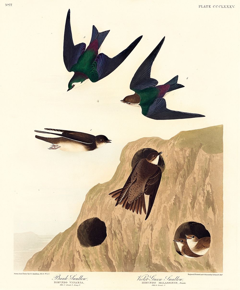Bank Swallow and Violet-green Swallow from Birds of America (1827) by John James Audubon, etched by William Home Lizars.…