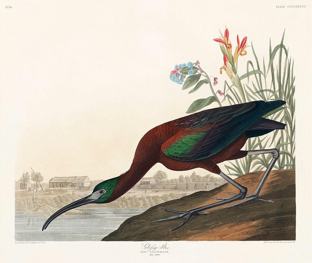 Glossy Ibis from Birds of America (1827) by John James Audubon, etched by William Home Lizars. Original from University of…