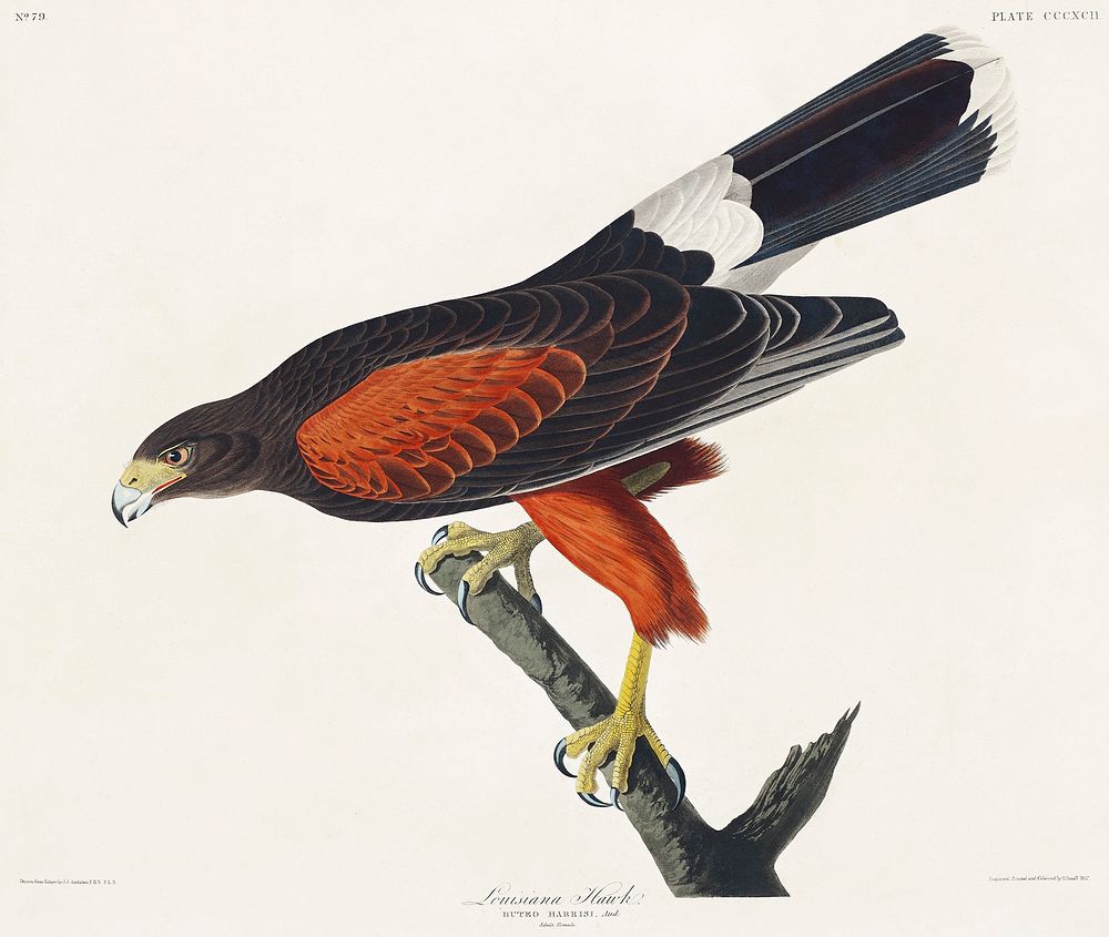 Louisiana Hawk from Birds of America (1827) by John James Audubon (1785 - 1851), etched by Robert Havell (1793 - 1878).…
