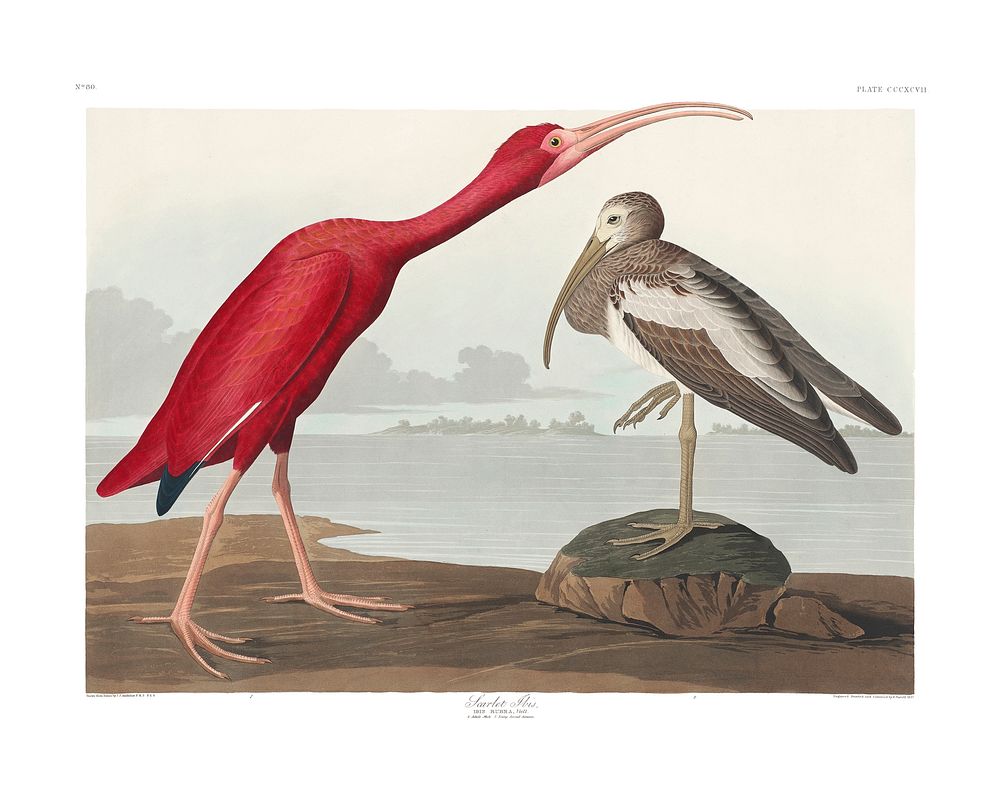 Vintage Scarlet Ibis vintage illustration wall art print and poster design. Original from Birds of America by John James…