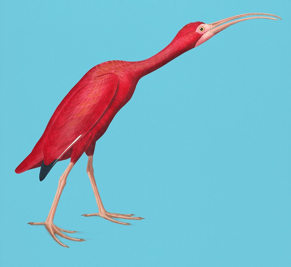 Vintage Illustration of Scarlet Ibis.
