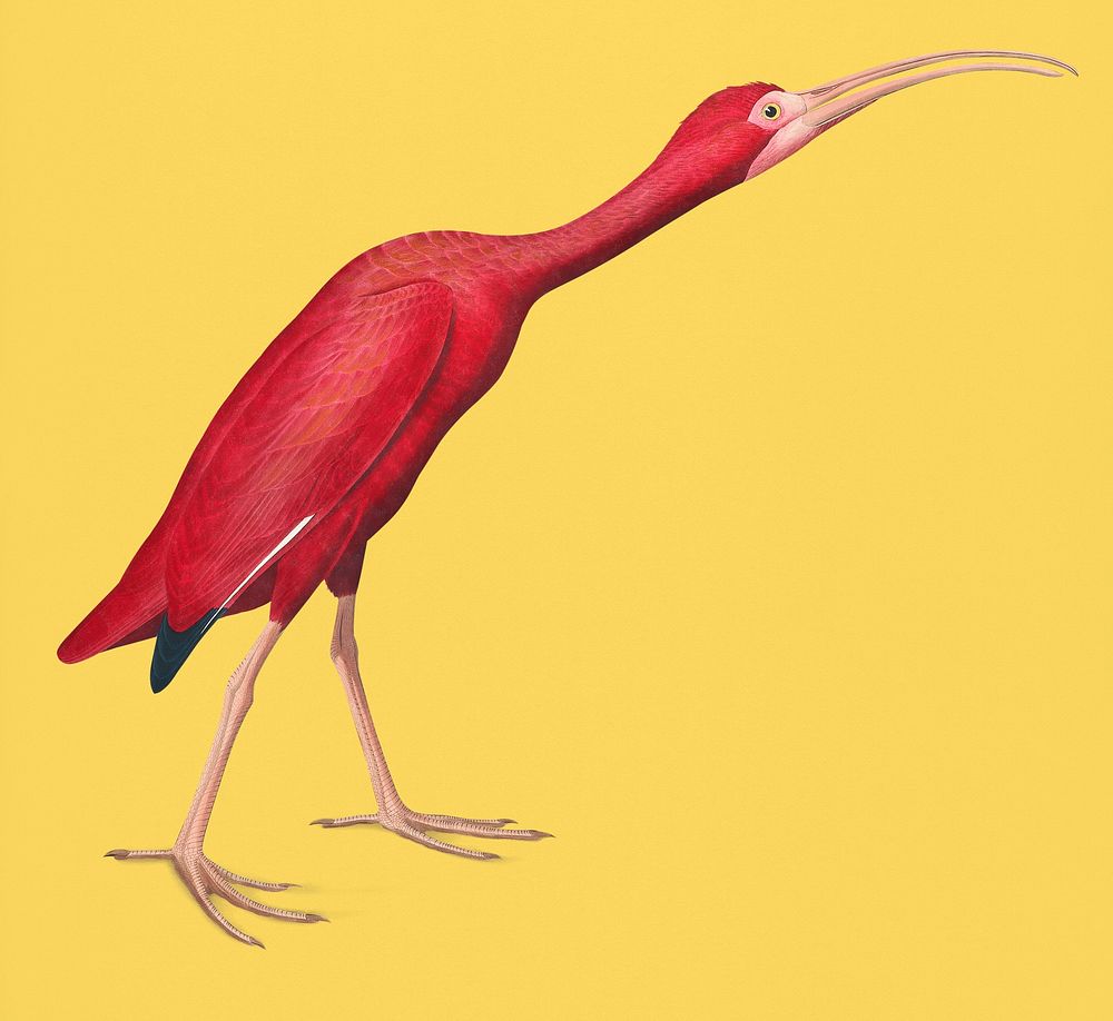 Vintage Illustration of Scarlet Ibis from Birds of America.