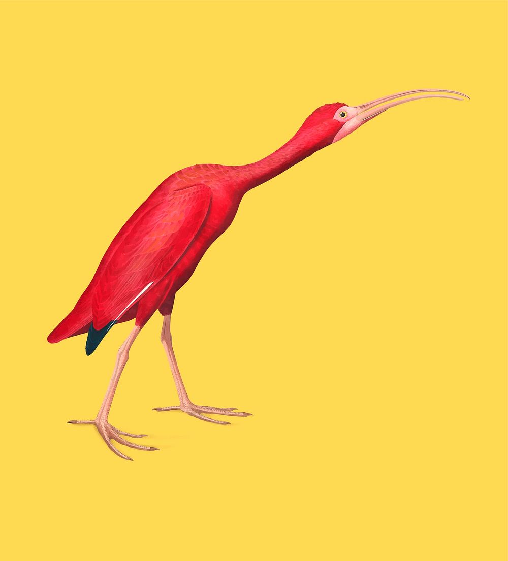 Scarlet Ibis illustration