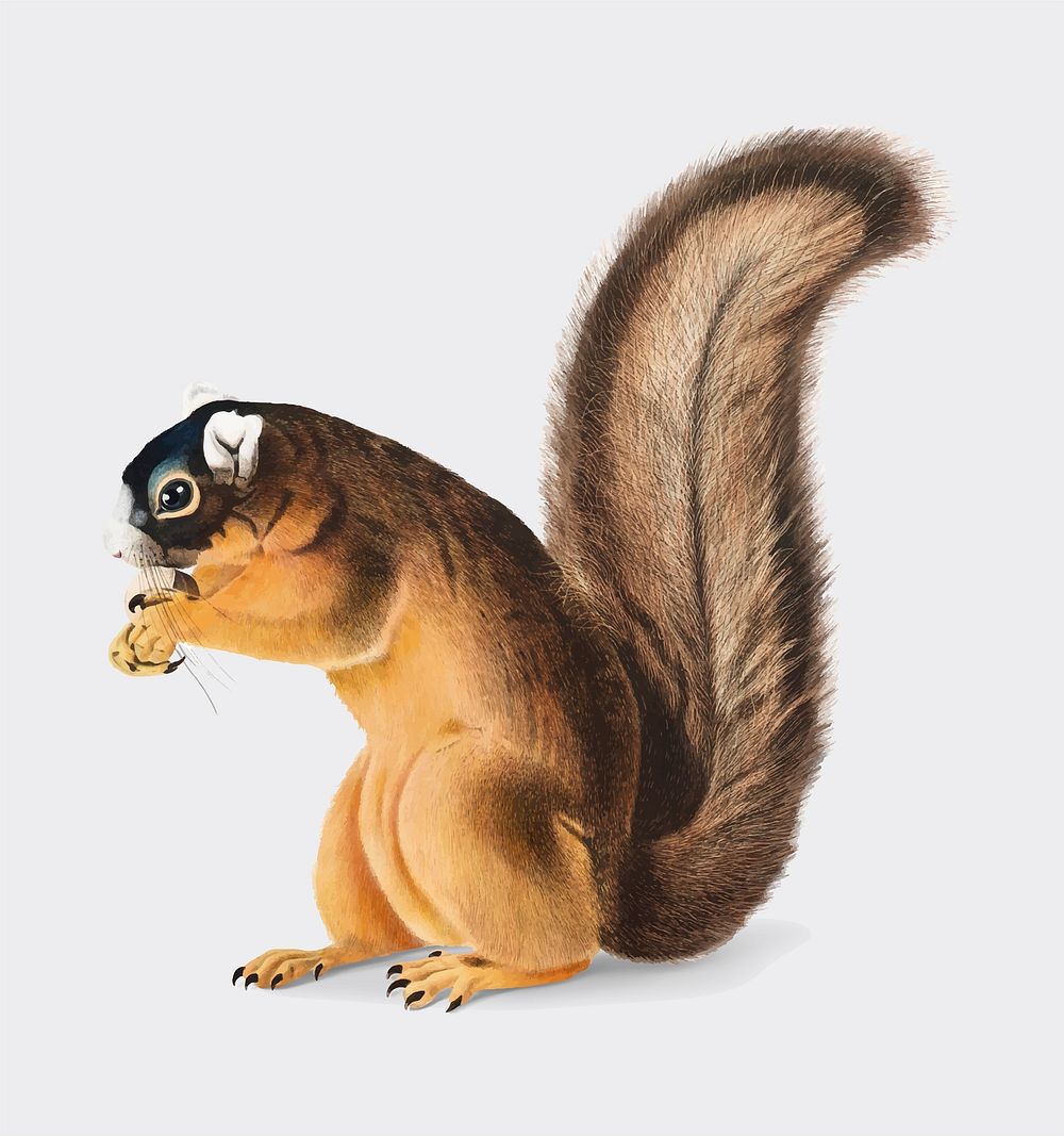 Fox Squirrel illustration