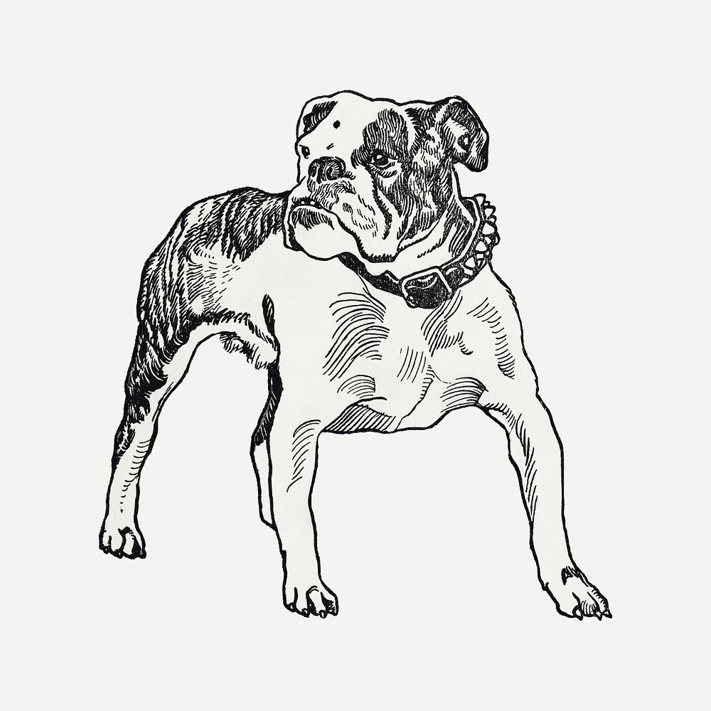 Vintage Bulldog illustration psd, remixed from artworks by Moriz Jung