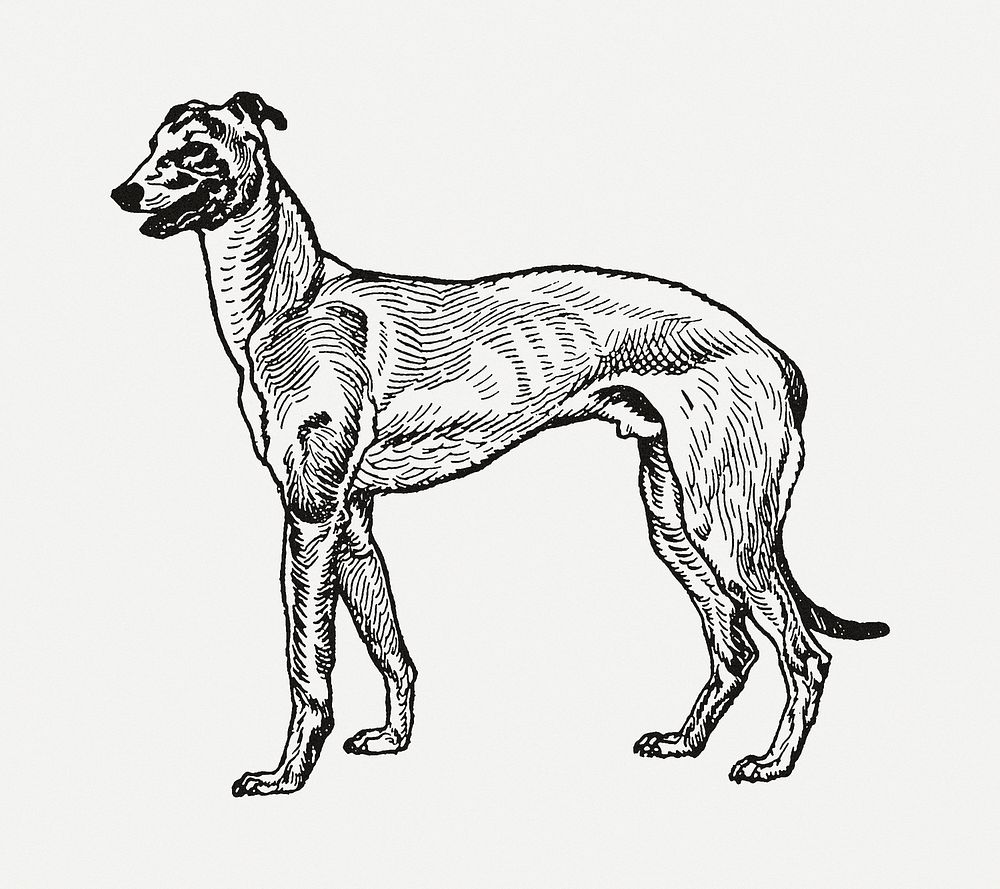 Vintage Greyhound dog illustration psd, remixed from artworks by Moriz Jung