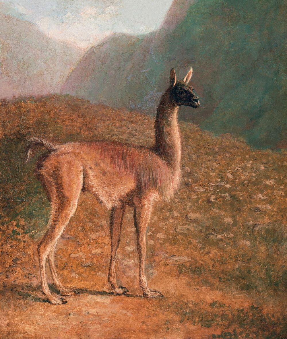 Guanaco (ca. 1848) painting in high resolution by Jacques&ndash;Laurent Agasse. Original from The Yale University Art…