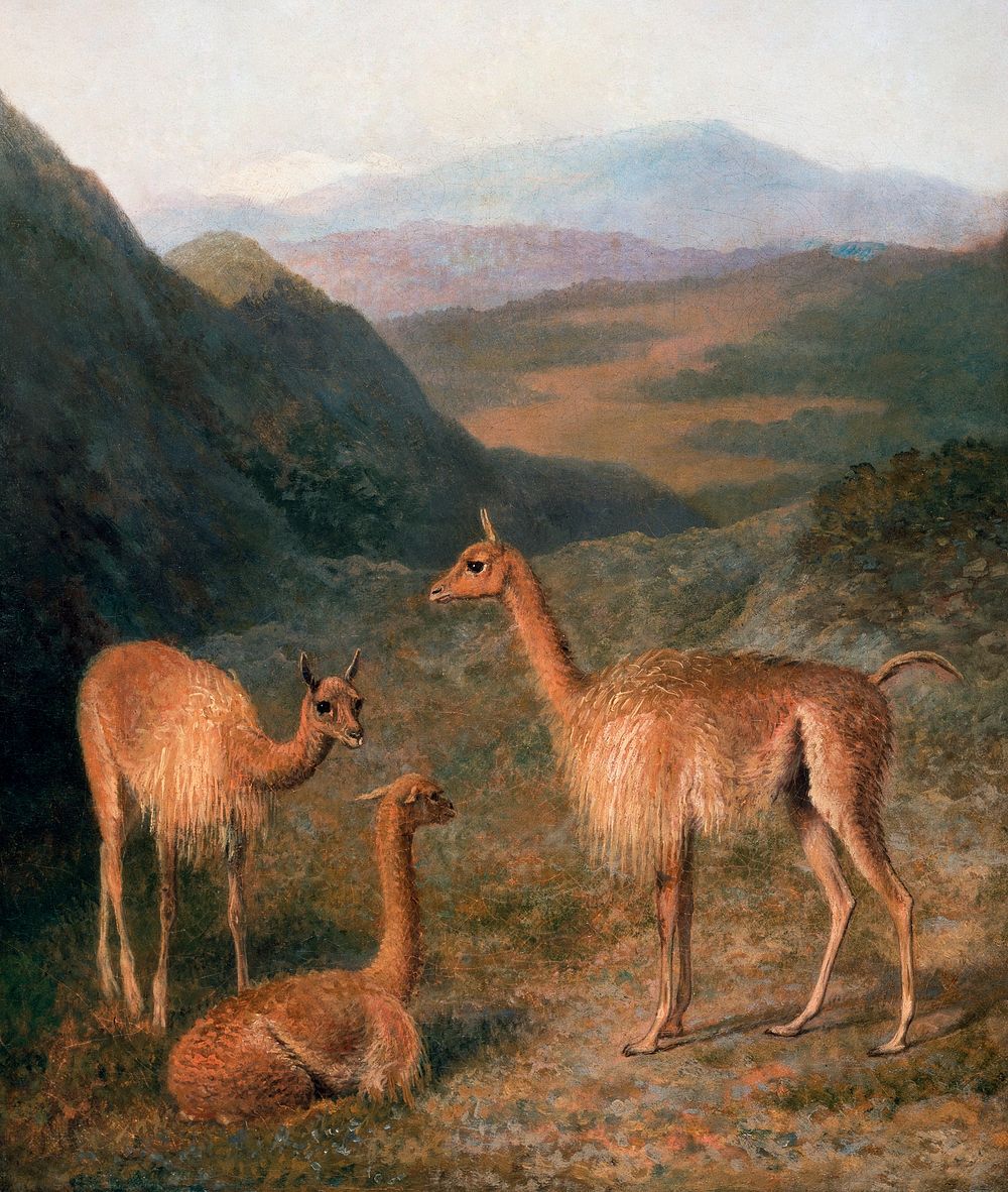 Vicunas (1831) painting in high resolution by Jacques&ndash;Laurent Agasse. Original from The Yale University Art Gallery.…