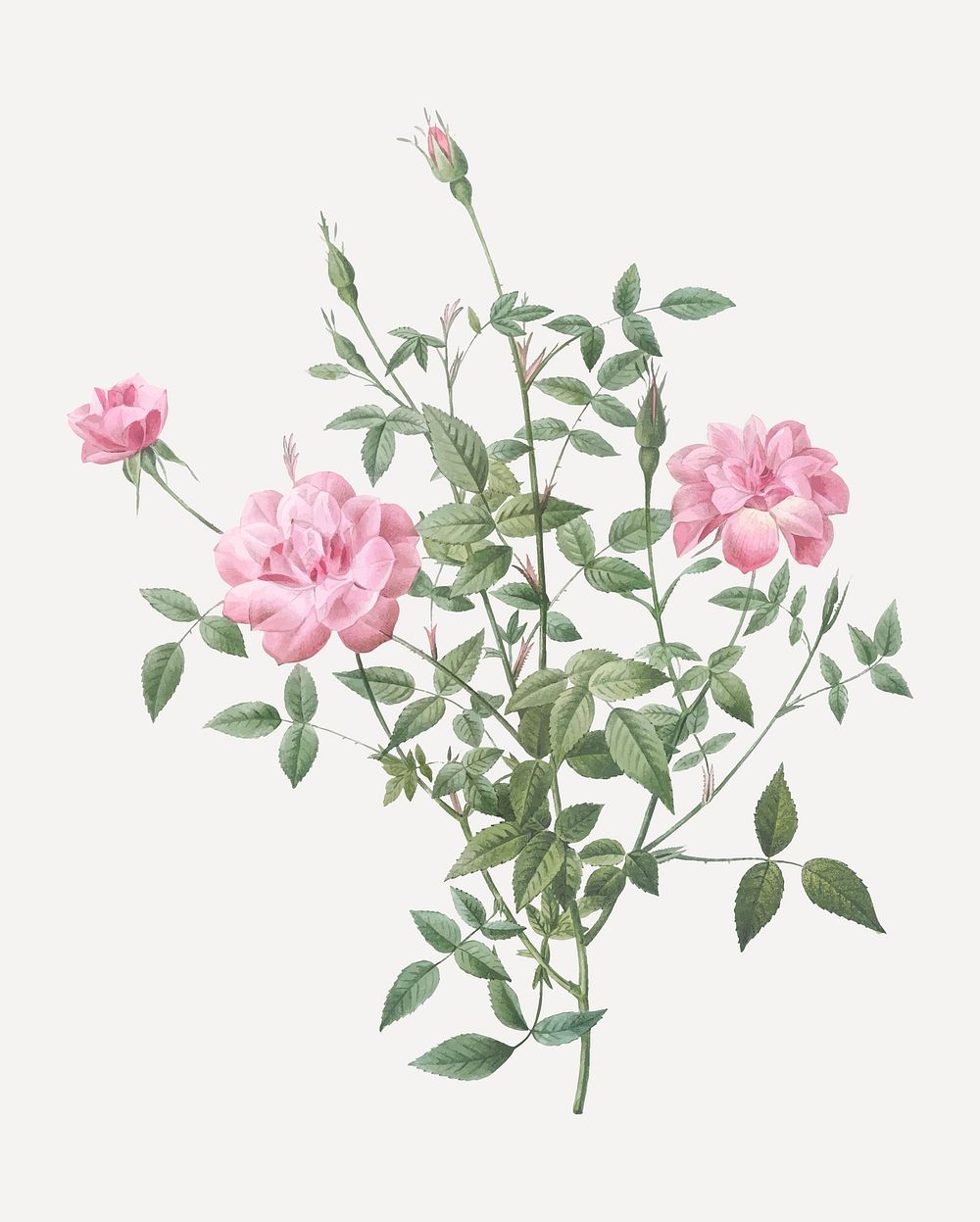 Vintage blooming dwarf rosebush vector