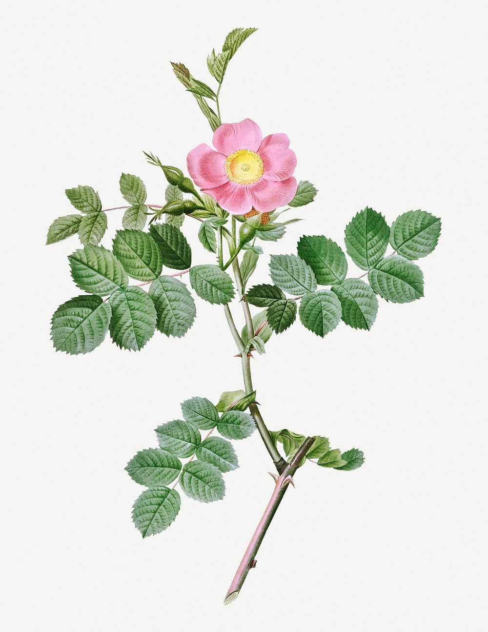 Vintage blooming sweet-brier rosebush illustration