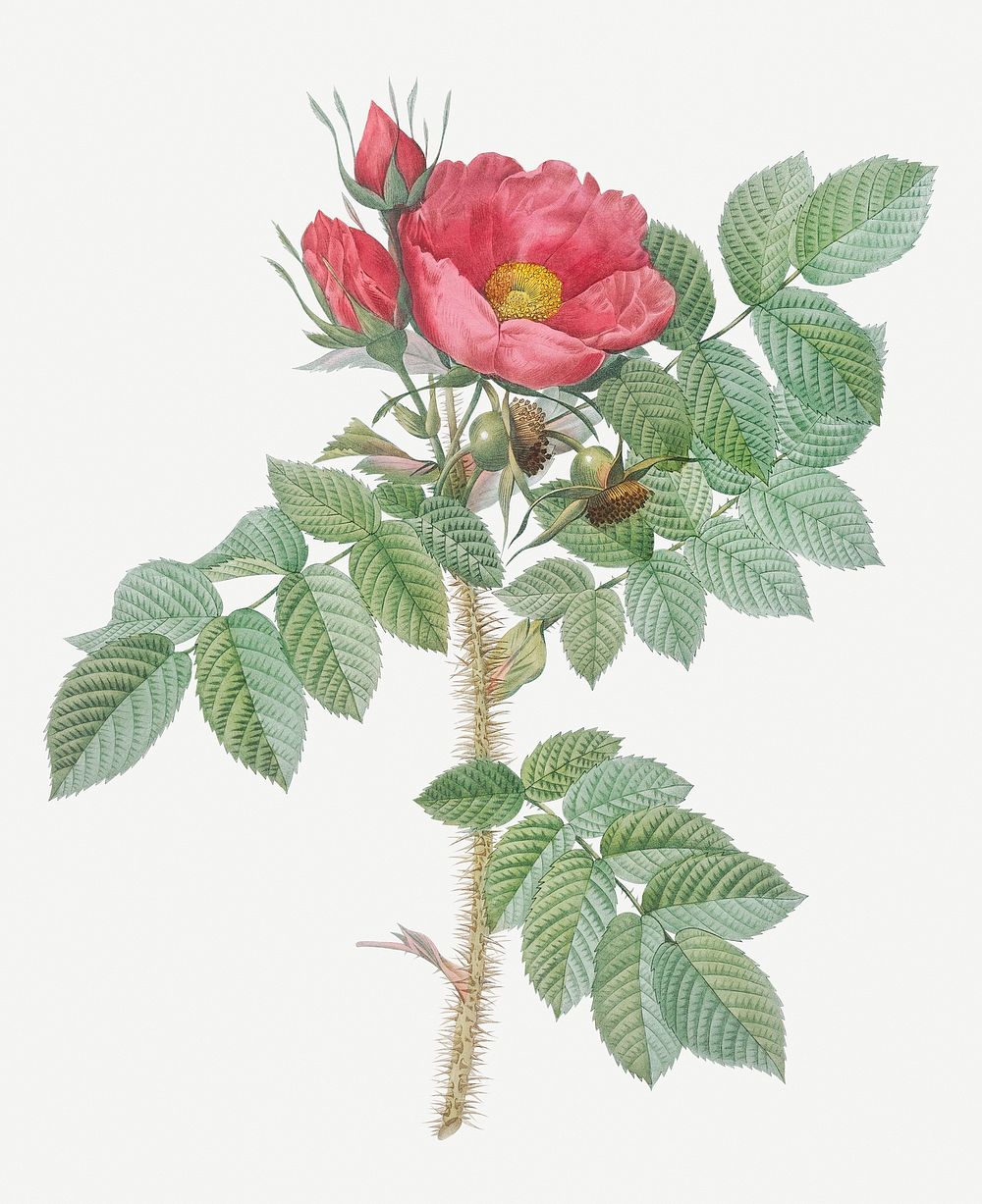 Vintage blooming Kamtschatka rose illustration