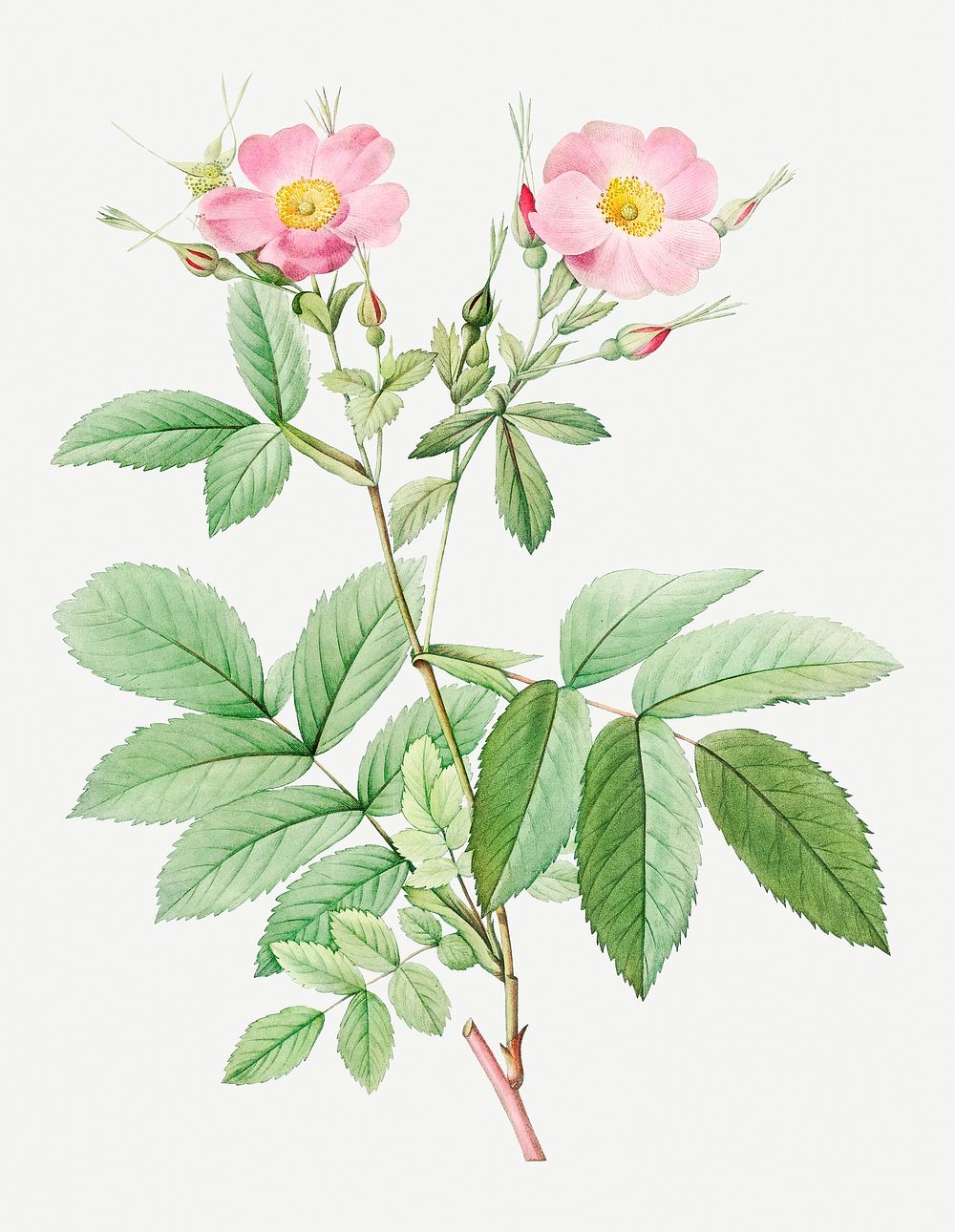 Vintage blooming alpine rose illustration