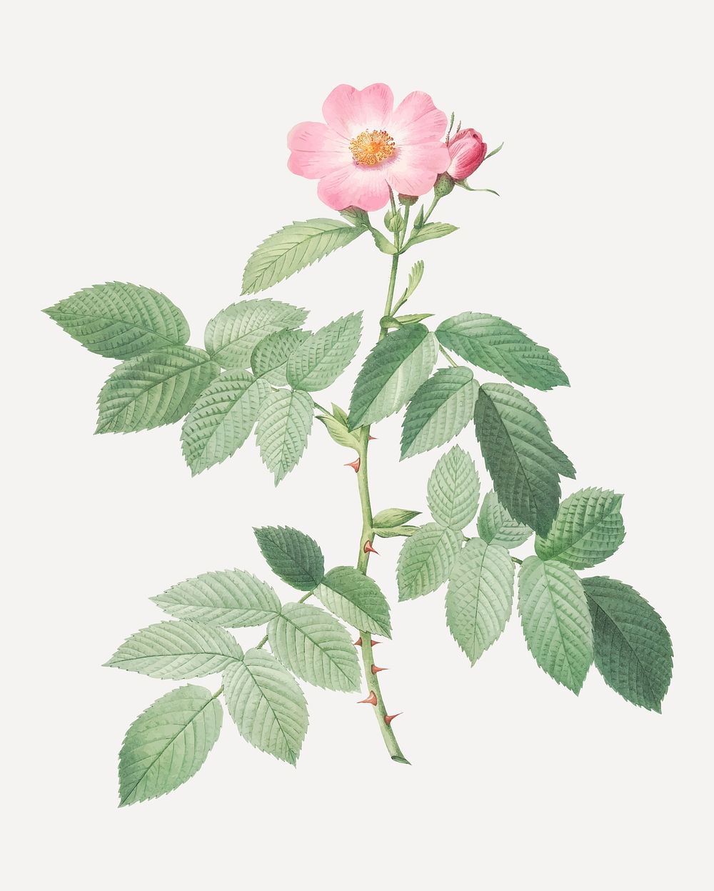 Vintage blooming apple rose vector