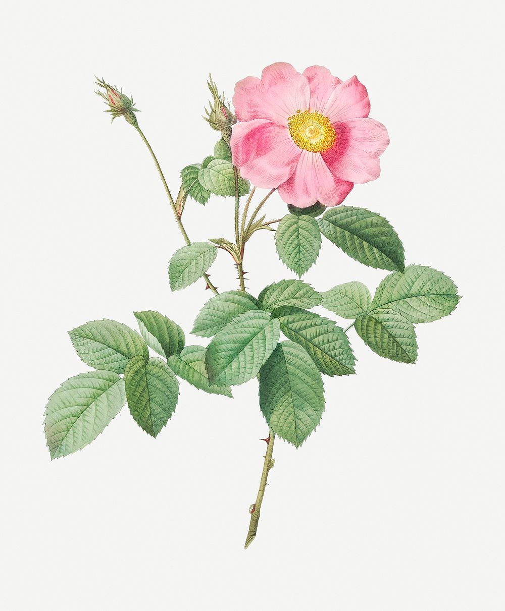 Single-flowered cabbage rose illustration