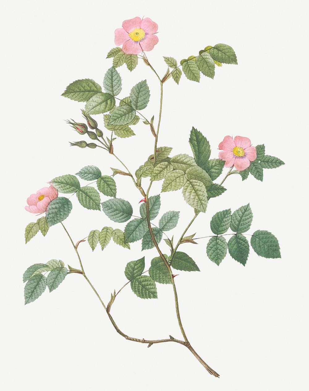 Vintage blooming sweetbriar rose illustration