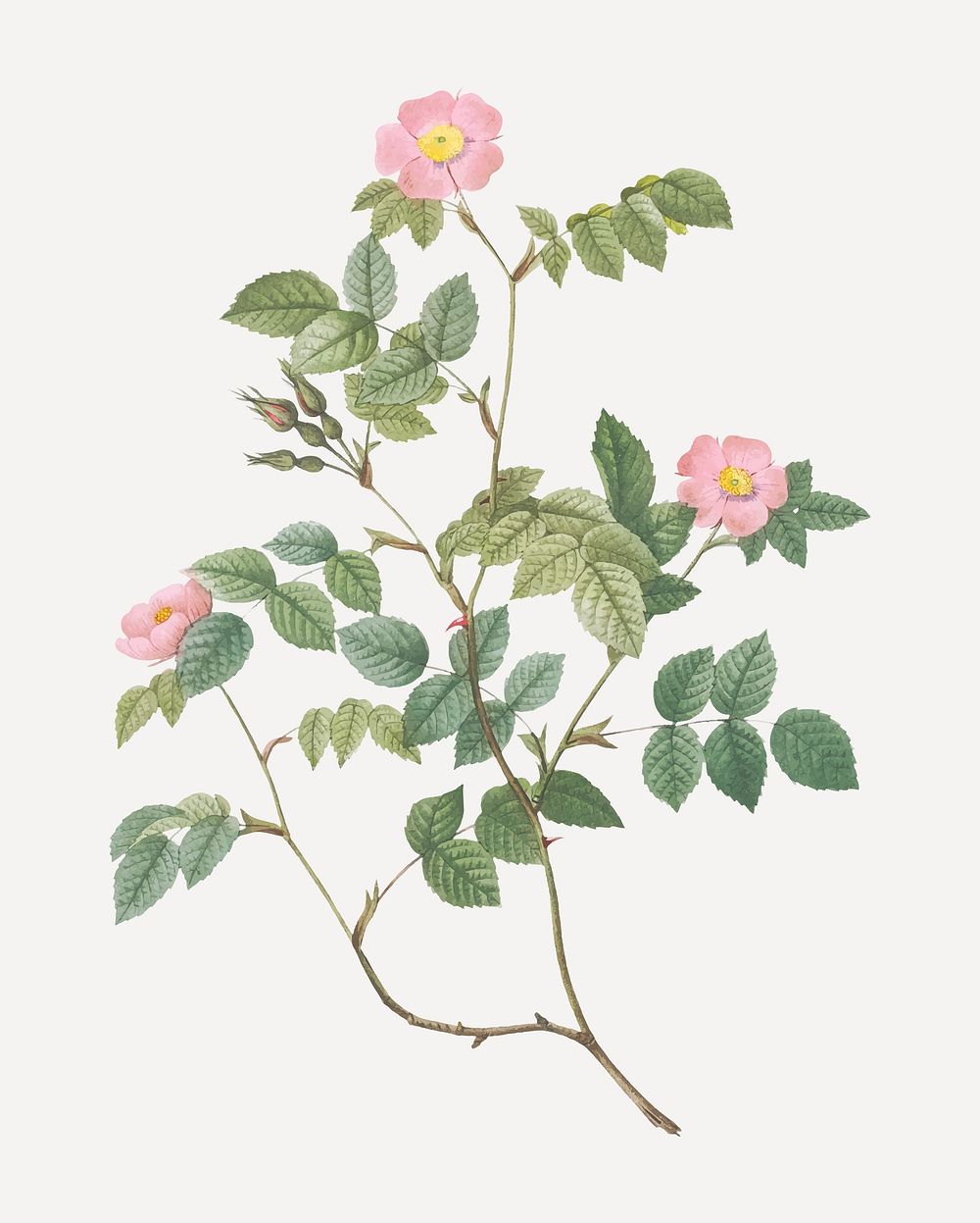 Vintage blooming sweetbriar rose vector