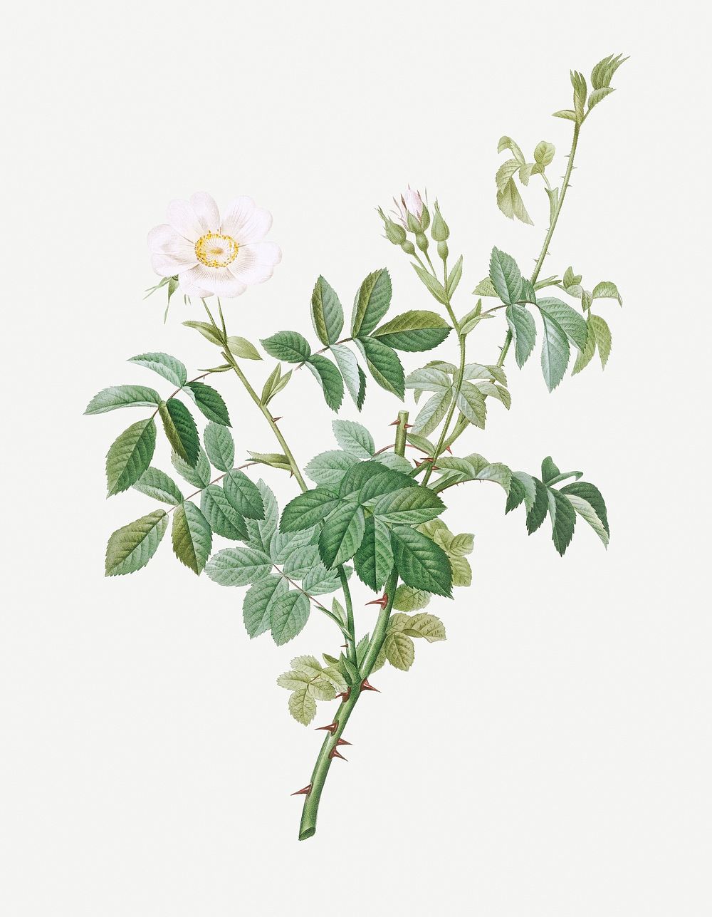 Vintage white downy rose illustration