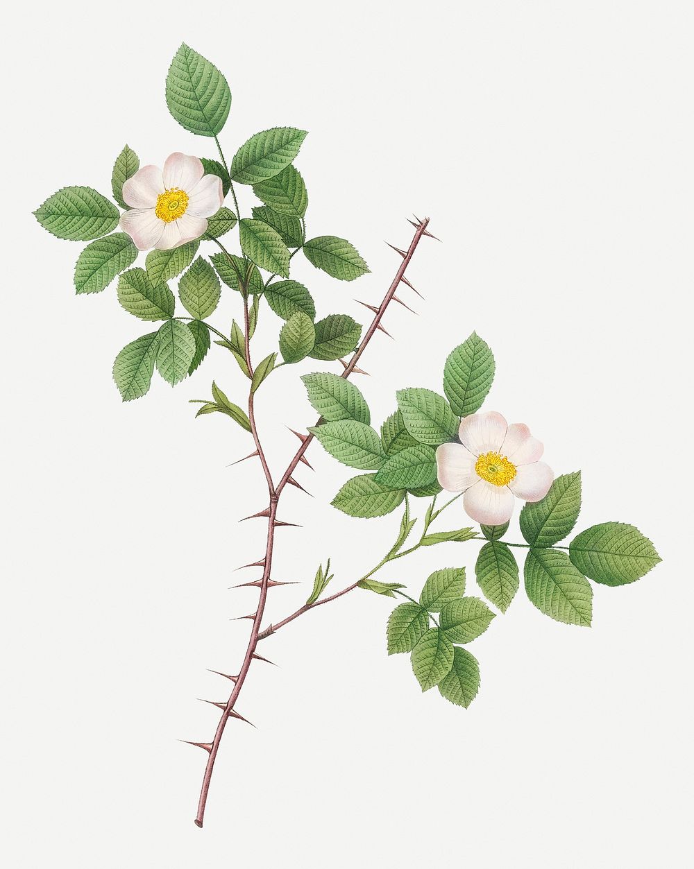 Spiny-leaved rose of dematra illustration