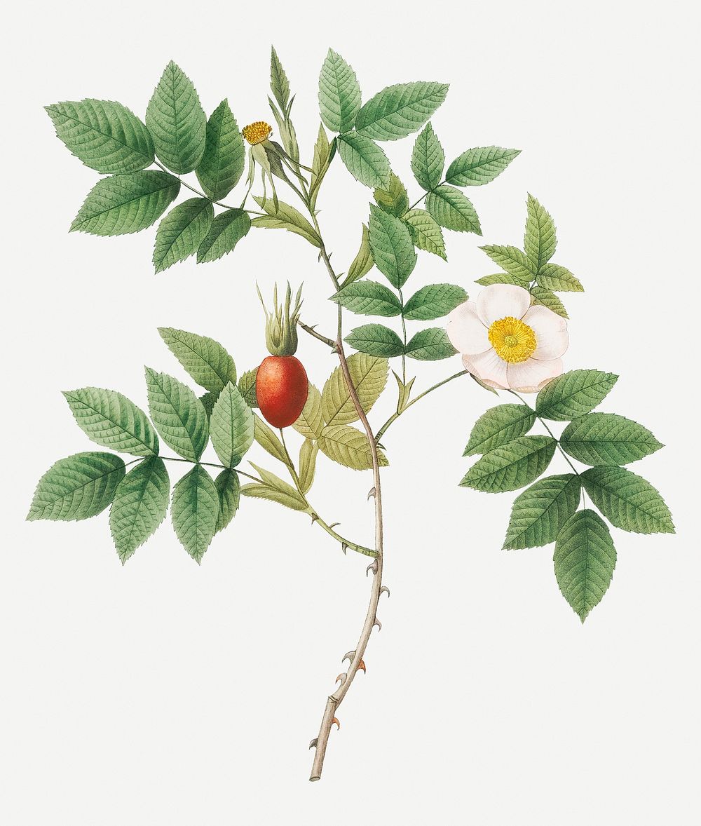 Mountain rose with toothed leaflets illustration