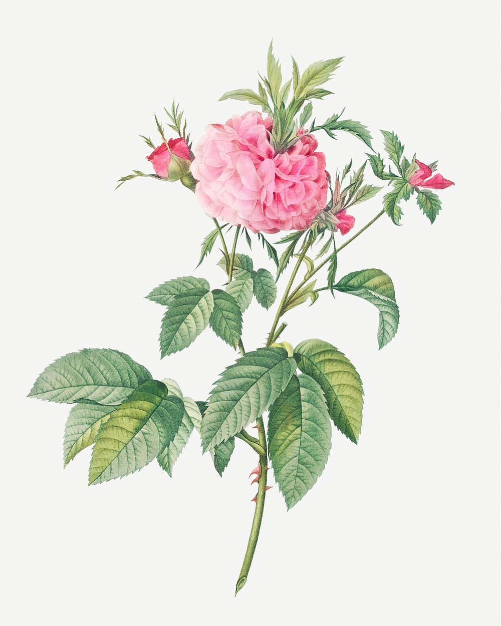 Vintage blooming Agatha rose illustration