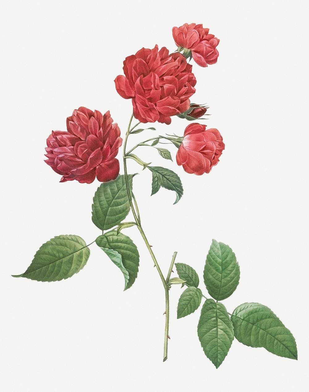 Vintage red cabbage rose illustration