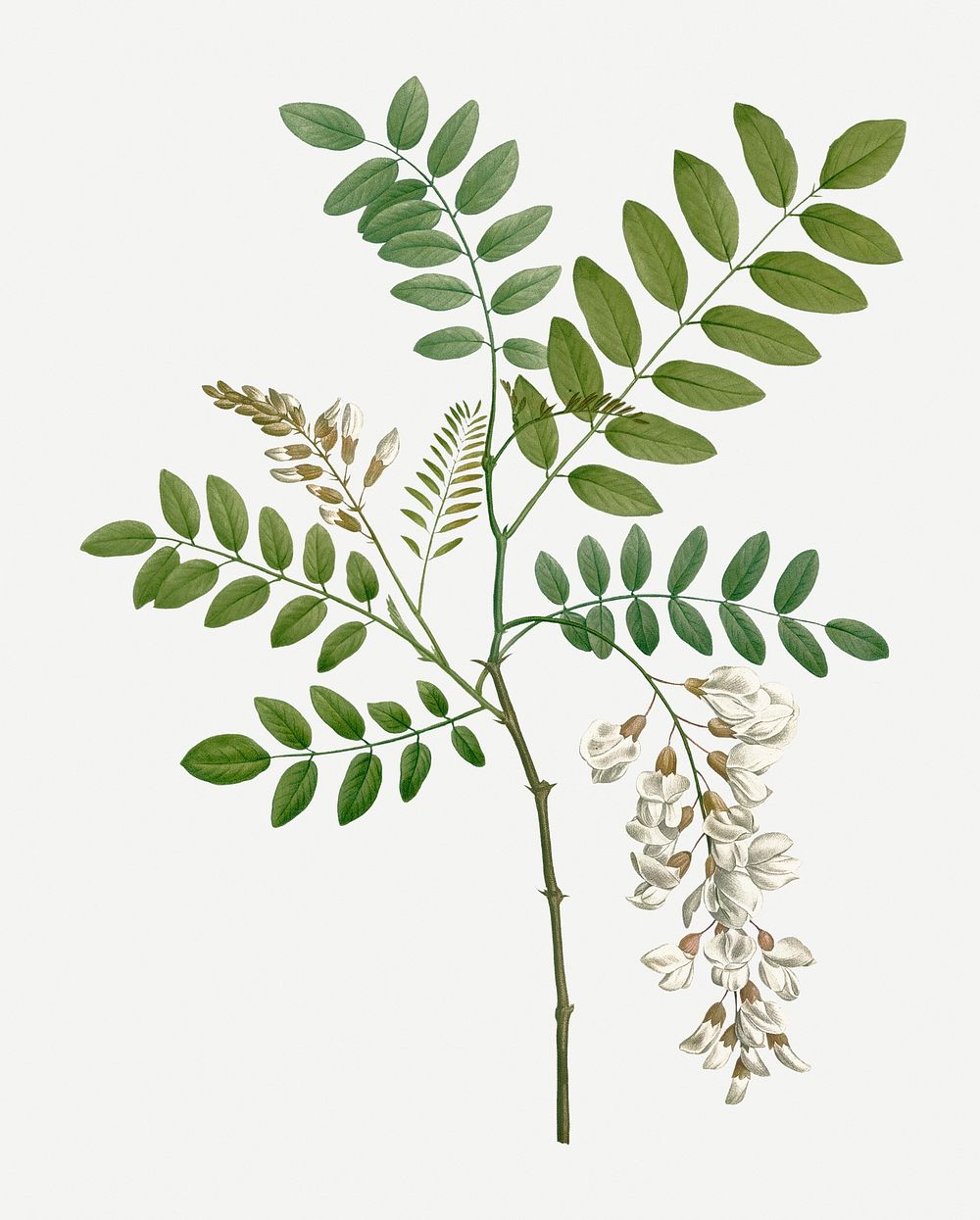 Vintage acacia branch and flower illustration