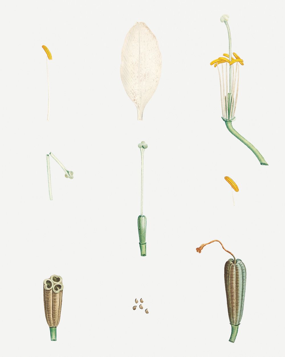 Vintage flower parts illustration
