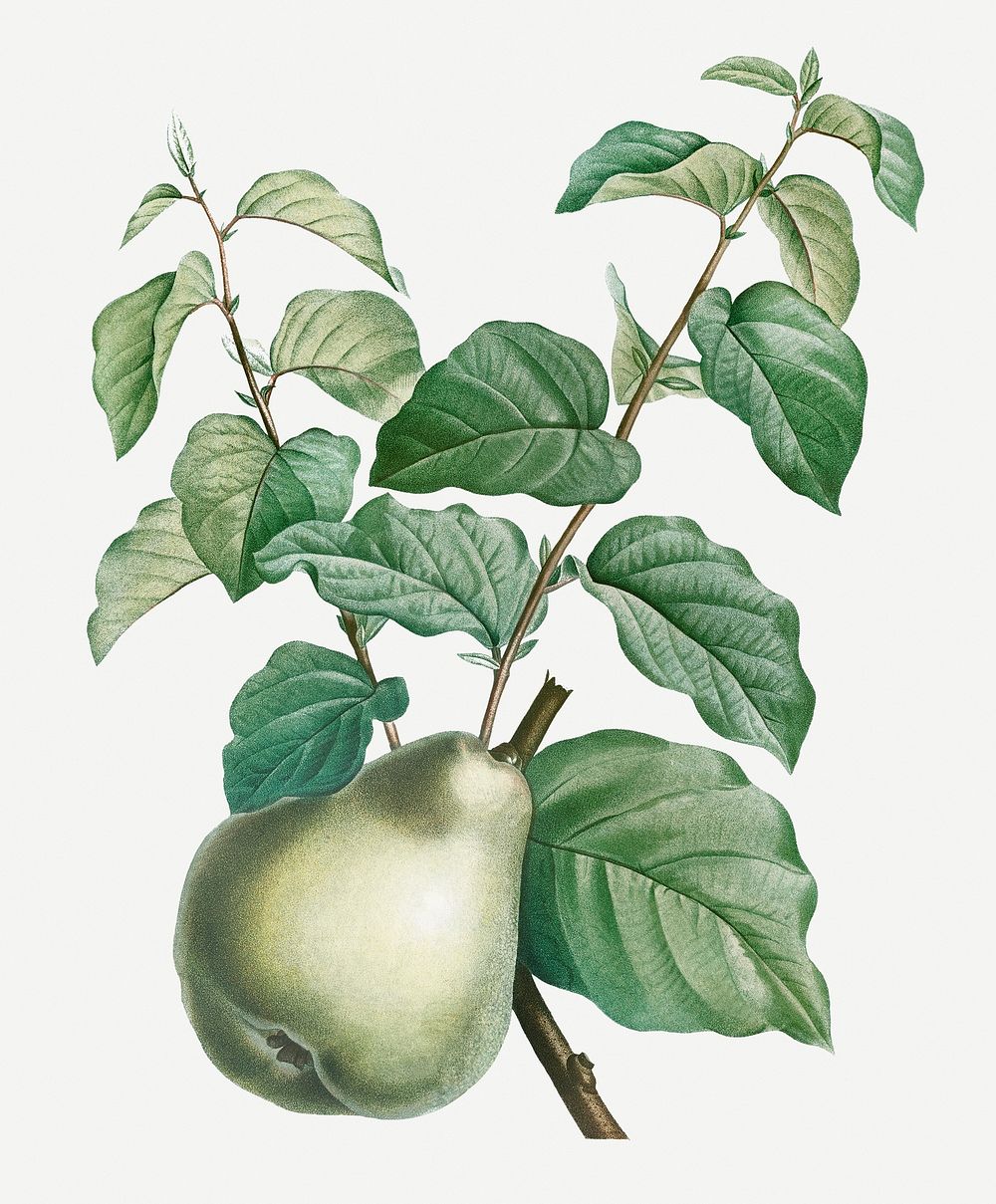 Vintage pear fruit illustration