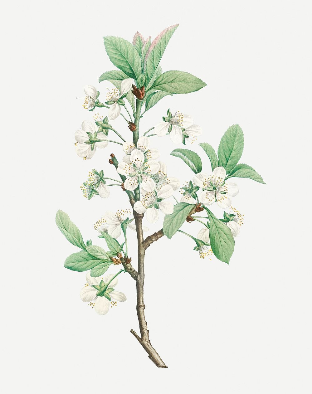 Vintage white plum flower illustration