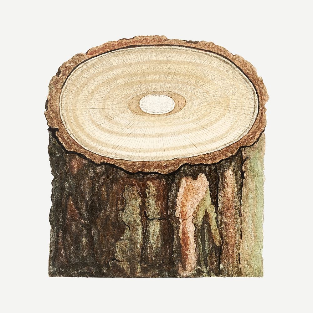 Vintage tree stump vector