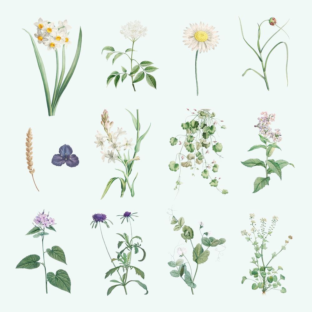 Various vintage flowers set illustration