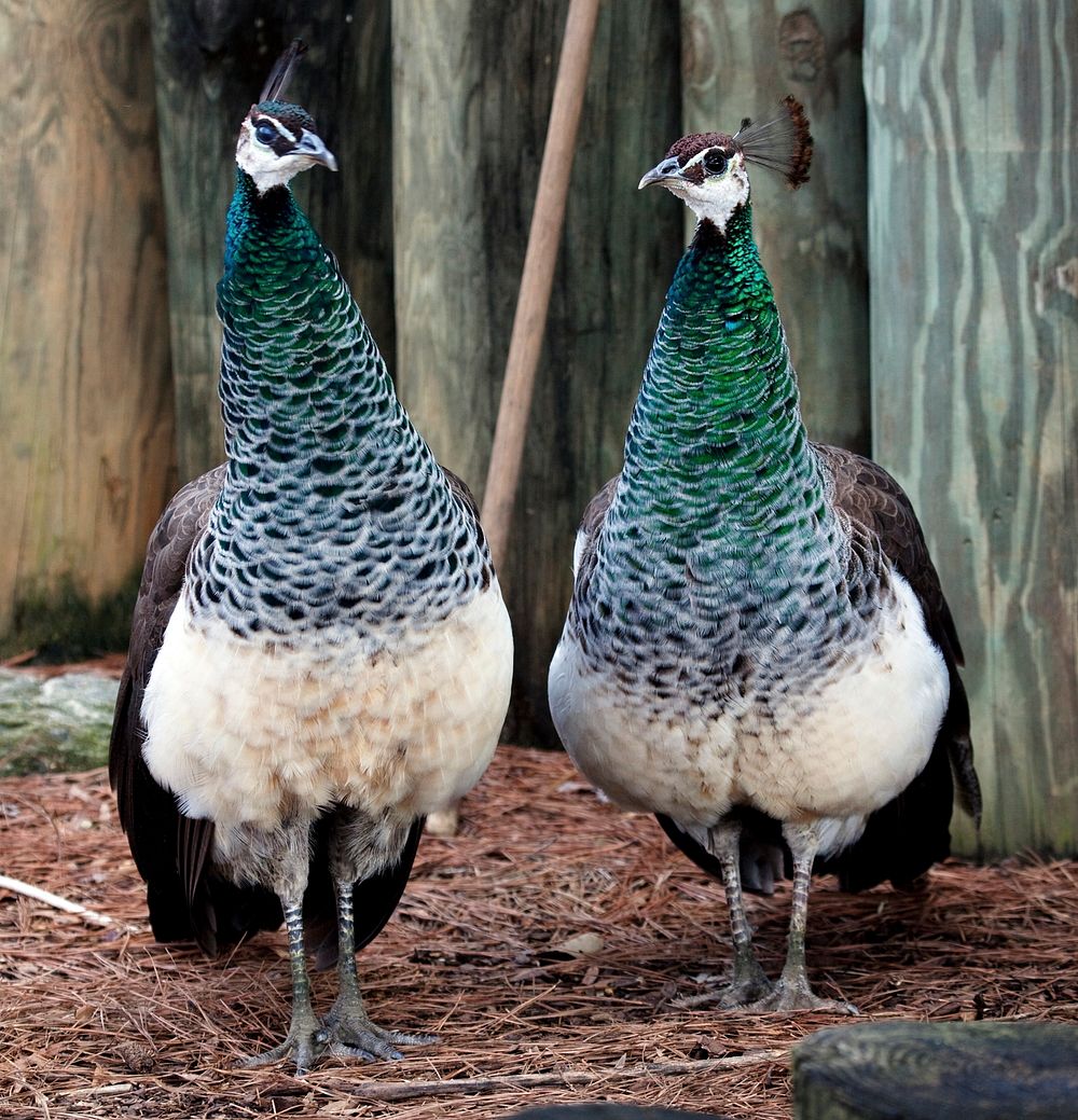 Peacocks at the Montgomery Zoo, it was established in 1920 as part of Oak Park. Original image from Carol M.…