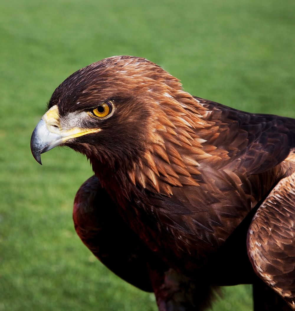 The golden eagle that flies at the Auburn University's football game every year. Original image from Carol M.…