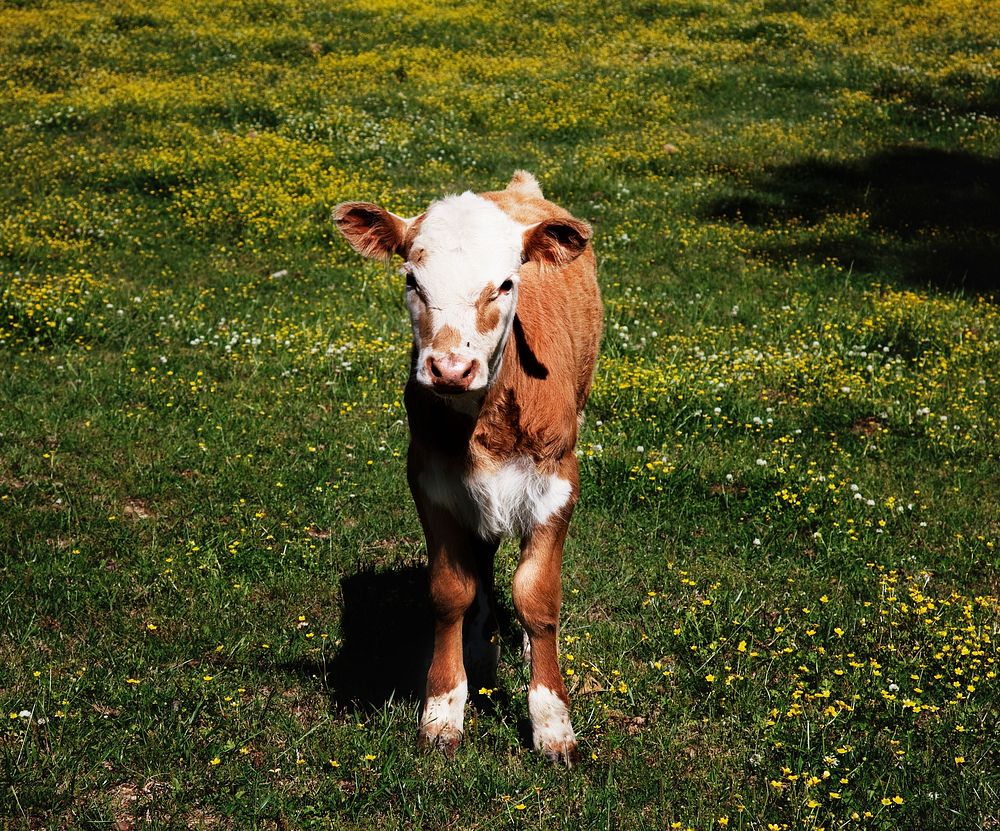 Young calf standing in a field in rural Alabama. Original image from Carol M. Highsmith&rsquo;s America, Library of Congress…