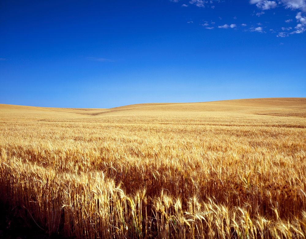 Classic Kansas field of waving wheat. Original image from Carol M. Highsmith&rsquo;s America, Library of Congress…
