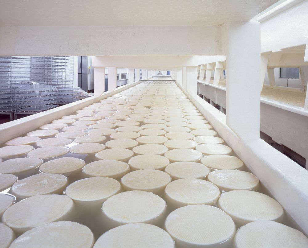 Curing baby Swiss cheese rounds at the Alp and Dell factory. Original image from Carol M. Highsmith&rsquo;s America, Library…