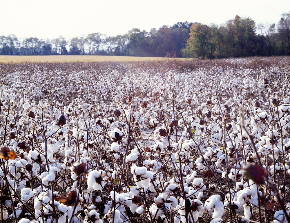 North Carolina cotton field. Original image from Carol M. Highsmith&rsquo;s America, Library of Congress collection.…