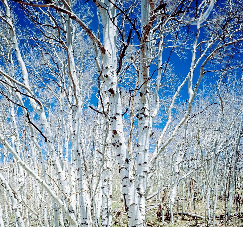 Birch trees in Utah high country. Original image from Carol M. Highsmith&rsquo;s America, Library of Congress collection.…
