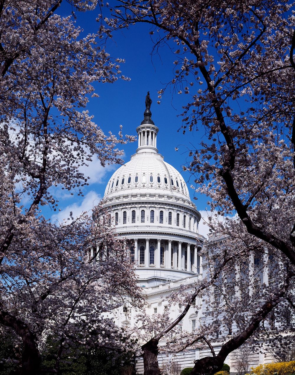 Capitol Hill during the cherry blossom season. Original image from Carol M. Highsmith&rsquo;s America, Library of Congress…